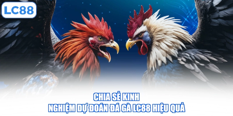 chia-se-kinh-nghiem-du-doan-da-ga-lc88-hieu-qua