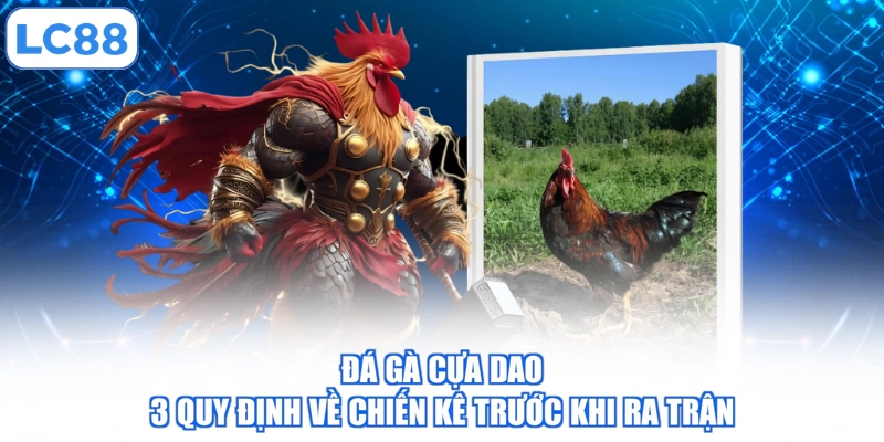 Đá Gà Cựa Dao - 3 Quy Định Về Chiến Kê Trước Khi Ra Trận 1 da-ga-cua-dao-3-quy-dinh-ve-chien-ke-truoc-khi-ra-tran
