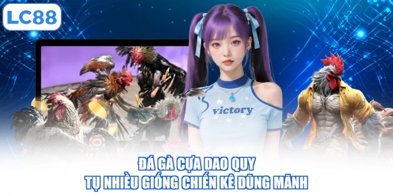Đá Gà Cựa Dao - 3 Quy Định Về Chiến Kê Trước Khi Ra Trận 2 da-ga-cua-dao-quy-tu-nhieu-giong-chien-ke-dung-manh